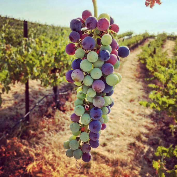 Papillon Cellars - The Loft Ξενοδοχείο Μαριπόζα Εξωτερικό φωτογραφία